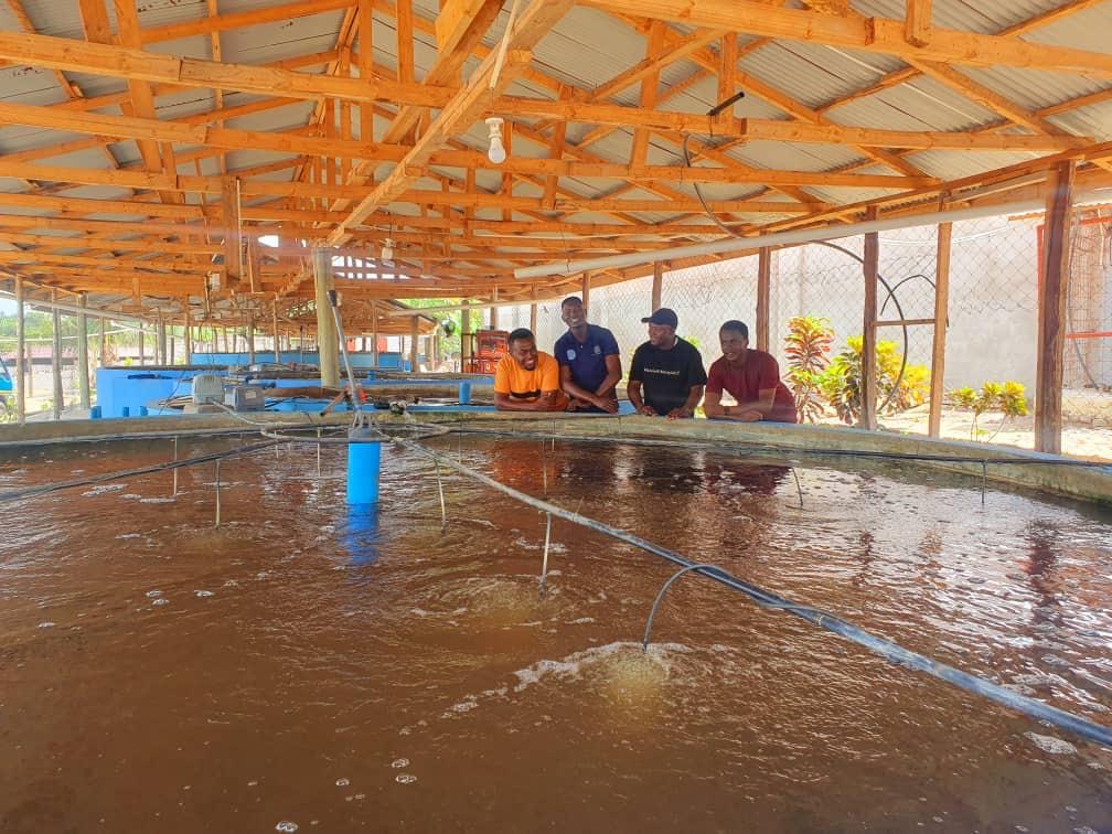 Intensive commercial aquaculture setup